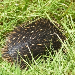 Tachyglossus aculeatus at Shell Cove, NSW - 21 Nov 2022