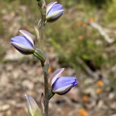 Thelymitra (Genus) (Sun Orchid) at Bruce, ACT - 6 Nov 2022 by lisarobins