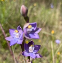 Thelymitra sp. (pauciflora complex) (Sun Orchid) at Molonglo Valley, ACT - 7 Nov 2022 by lisarobins