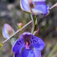 Thelymitra juncifolia (Dotted Sun Orchid) at Black Mountain - 6 Nov 2022 by lisarobins