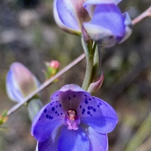 Thelymitra juncifolia at Bruce, ACT - 6 Nov 2022