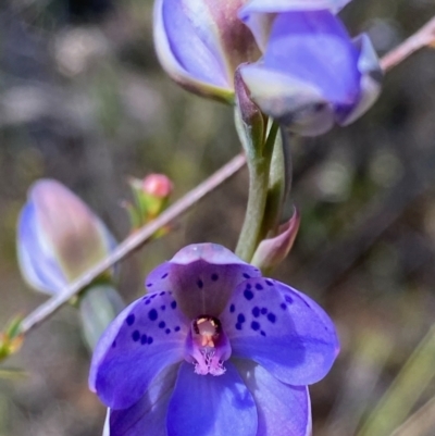 Thelymitra juncifolia (Dotted Sun Orchid) at Bruce, ACT - 6 Nov 2022 by lisarobins