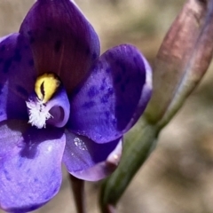 Thelymitra simulata (Graceful Sun-orchid) at Black Mountain - 18 Nov 2022 by lisarobins
