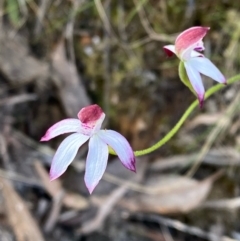 Caladenia moschata (Musky Caps) at Black Mountain - 29 Oct 2022 by lisarobins