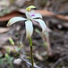 Caladenia ustulata (Brown Caps) at Black Mountain - 1 Oct 2022 by lisarobins