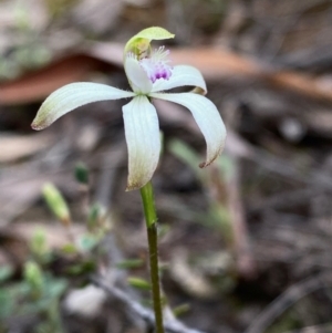 Caladenia ustulata at Acton, ACT - suppressed