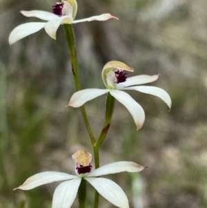 Caladenia cucullata at Bruce, ACT - suppressed