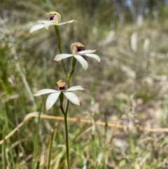 Caladenia cucullata at Bruce, ACT - 27 Oct 2022