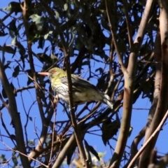 Oriolus sagittatus (Olive-backed Oriole) at Black Range, NSW - 19 Nov 2022 by KMcCue