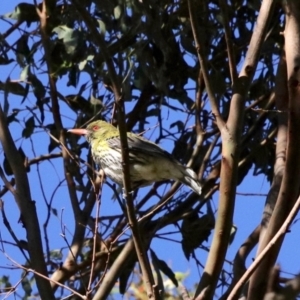 Oriolus sagittatus at Black Range, NSW - 20 Nov 2022