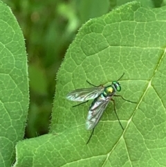 Austrosciapus sp. (genus) (Long-legged fly) at Theodore, ACT - 19 Nov 2022 by Cardy