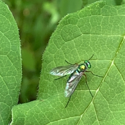 Austrosciapus sp. (genus) (Long-legged fly) at Theodore, ACT - 19 Nov 2022 by Cardy