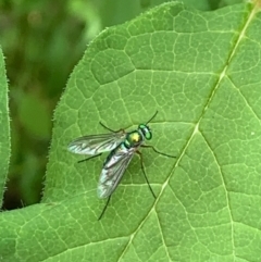 Austrosciapus sp. (genus) at Theodore, ACT - 19 Nov 2022