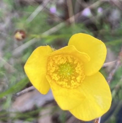 Ranunculus lappaceus (Australian Buttercup) at Kowen, ACT - 18 Nov 2022 by Komidar