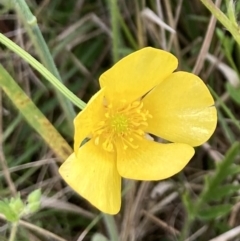 Ranunculus lappaceus at Kowen, ACT - 19 Nov 2022 07:21 AM