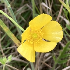 Ranunculus lappaceus at Kowen, ACT - 19 Nov 2022 07:21 AM