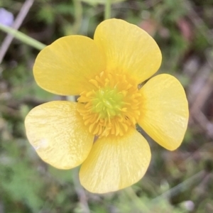 Ranunculus lappaceus at Kowen, ACT - 19 Nov 2022 07:21 AM