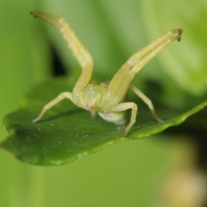 Thomisidae (family) at Goulburn, NSW - 25 Sep 2022 10:40 AM