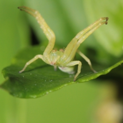 Thomisidae (family) (Unidentified Crab spider or Flower spider) at Goulburn, NSW - 25 Sep 2022 by naturedude