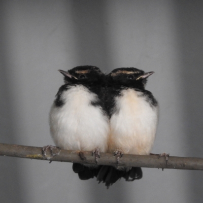 Rhipidura leucophrys (Willie Wagtail) at Kambah, ACT - 21 Nov 2022 by HelenCross