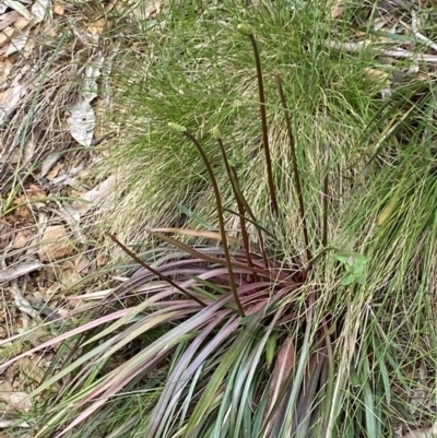 Stylidium armeria subsp. armeria (Trigger Plant) at Namadgi National Park - 19 Nov 2022 by RAllen