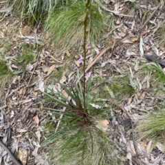 Stylidium armeria subsp. armeria at Cotter River, ACT - 19 Nov 2022