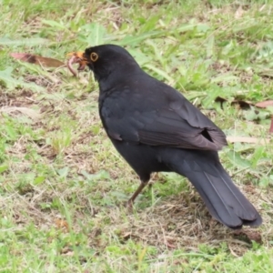 Turdus merula at Kambah, ACT - 21 Nov 2022