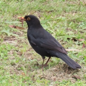 Turdus merula at Kambah, ACT - 21 Nov 2022