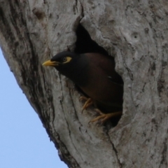 Acridotheres tristis (Common Myna) at Kambah, ACT - 21 Nov 2022 by RodDeb