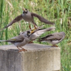 Manorina melanocephala (Noisy Miner) at Greenway, ACT - 21 Nov 2022 by RodDeb