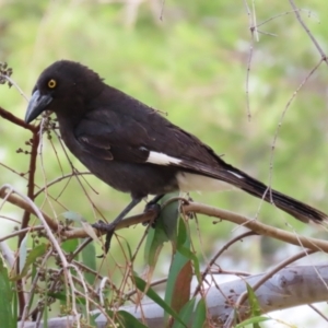 Strepera graculina at Greenway, ACT - 21 Nov 2022