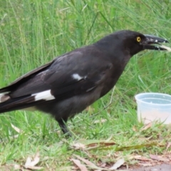 Strepera graculina at Greenway, ACT - 21 Nov 2022