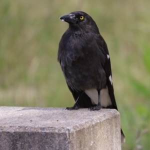 Strepera graculina at Greenway, ACT - 21 Nov 2022