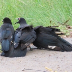 Corcorax melanorhamphos (White-winged Chough) at Greenway, ACT - 21 Nov 2022 by RodDeb