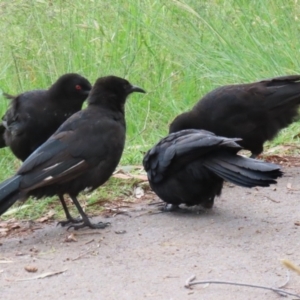 Corcorax melanorhamphos at Greenway, ACT - 21 Nov 2022