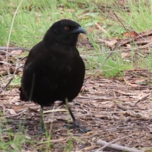 Corcorax melanorhamphos at Greenway, ACT - 21 Nov 2022 02:44 PM