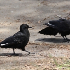 Corcorax melanorhamphos at Greenway, ACT - 21 Nov 2022