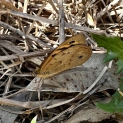 Heteronympha merope (Common Brown Butterfly) at Black Range, NSW - 20 Nov 2022 by KMcCue