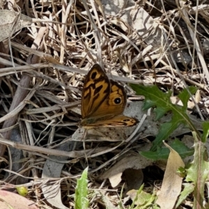 Heteronympha merope at Black Range, NSW - 20 Nov 2022