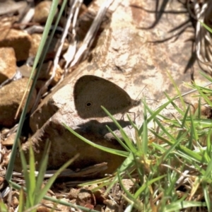 Ypthima arctous at Black Range, NSW - 20 Nov 2022