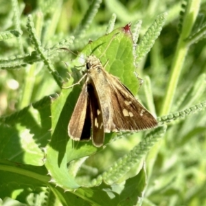 Timoconia peron at Black Range, NSW - suppressed