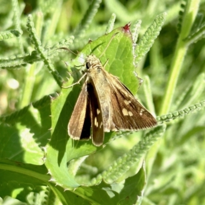 Timoconia peron (Dingy Grass-skipper) at Black Range, NSW - 20 Nov 2022 by KMcCue