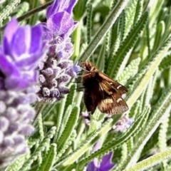 Unidentified Skipper (Hesperiidae) at Black Range, NSW - 20 Nov 2022 by KMcCue