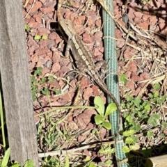 Amphibolurus muricatus at Black Range, NSW - 20 Nov 2022