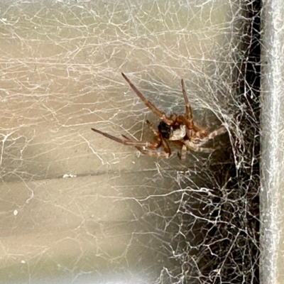 Badumna sp. (genus) (Lattice-web spider) at Black Range, NSW - 20 Nov 2022 by KMcCue