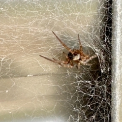 Badumna sp. (genus) (Lattice-web spider) at Black Range, NSW - 19 Nov 2022 by KMcCue