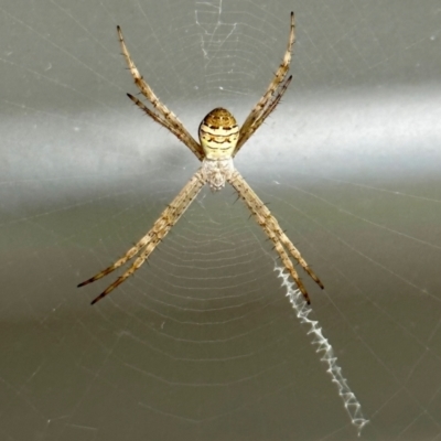 Argiope (genus) (A St. Andrew's cross spider) at Black Range, NSW - 19 Nov 2022 by KMcCue