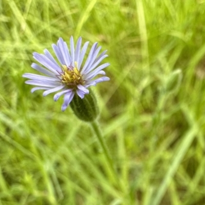 Vittadinia muelleri (Narrow-leafed New Holland Daisy) at Mount Ainslie - 17 Nov 2022 by Pirom