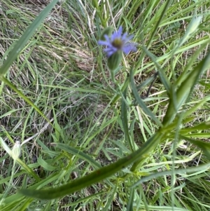 Vittadinia muelleri at Pialligo, ACT - 17 Nov 2022