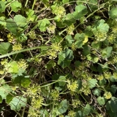 Hydrocotyle laxiflora (Stinking Pennywort) at Pialligo, ACT - 17 Nov 2022 by Pirom